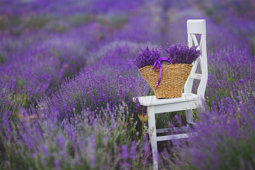chair in lavender field